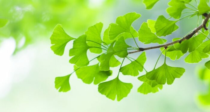 brain-health supplements